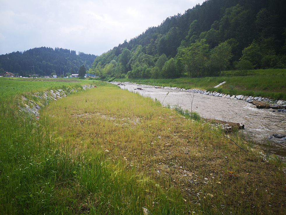 Pogled v smeri gorvodno na širitev struge z dvojnim profilom in na lesene jezbice (Petra Kralj)